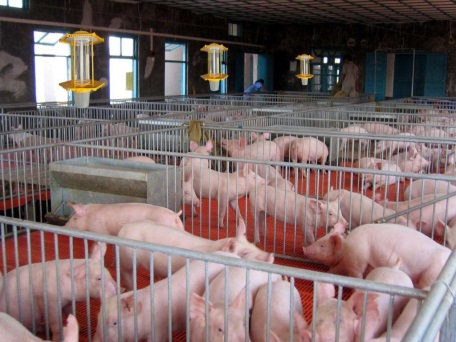 Agriculture and animal husbandry